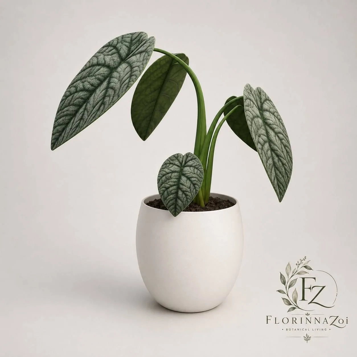 Alocasia Melo  screenshot 1