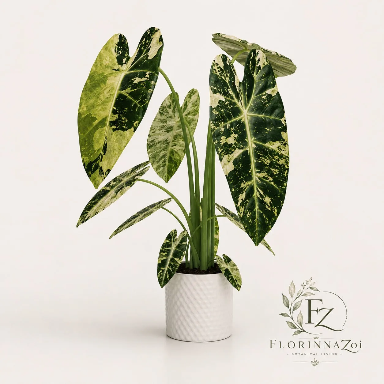 Alocasia Frydek Variegated — photo 2026