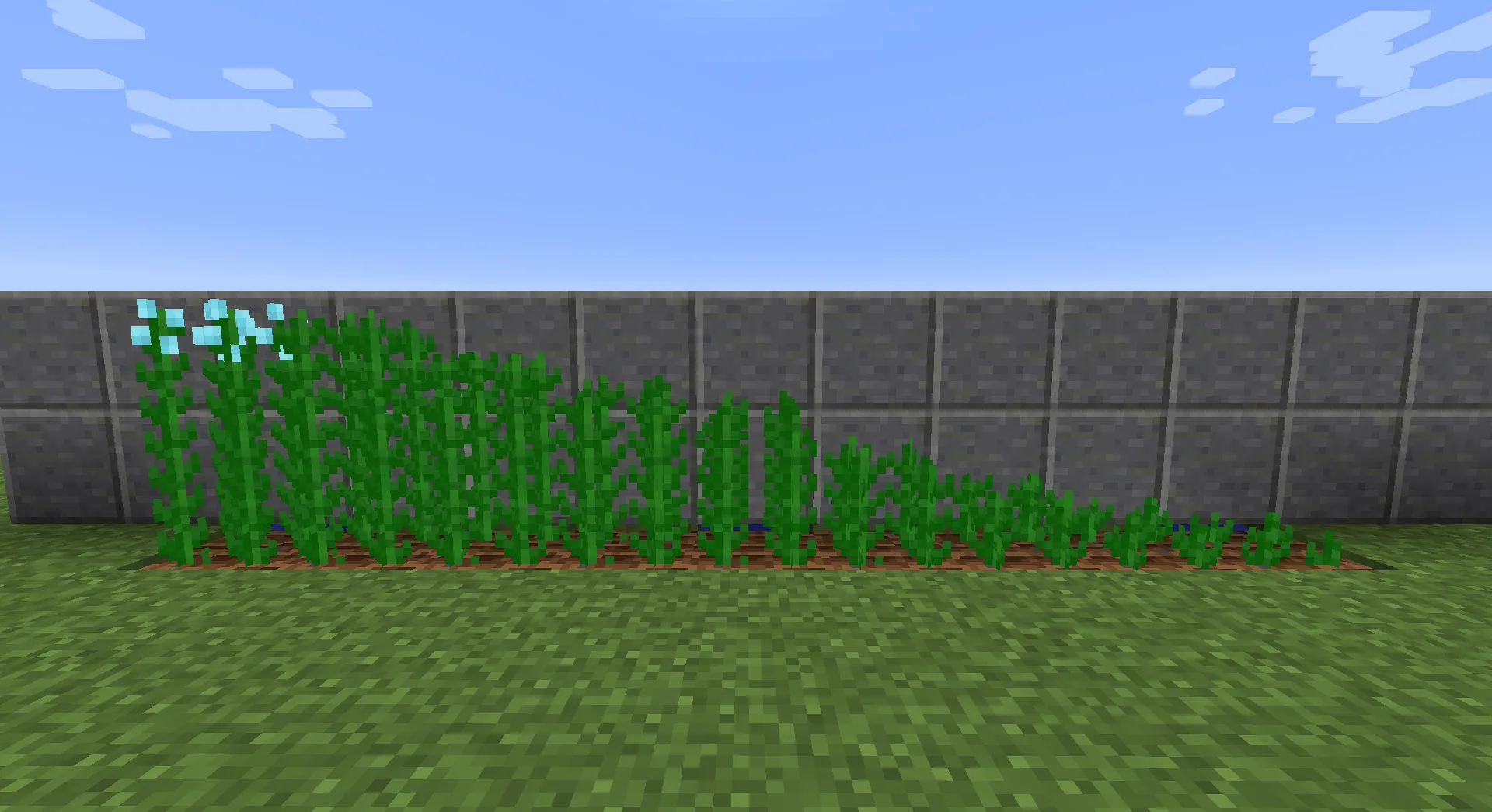 Simple Flax — Growth Stages